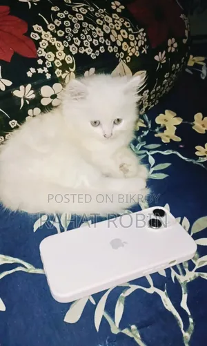 0-1 month Female Purebred Persian