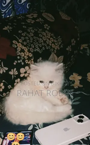 0-1 month Female Purebred Persian