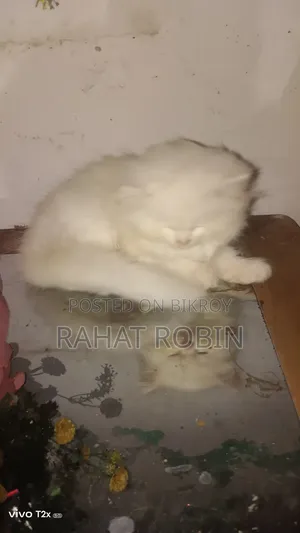 0-1 month Female Purebred Persian