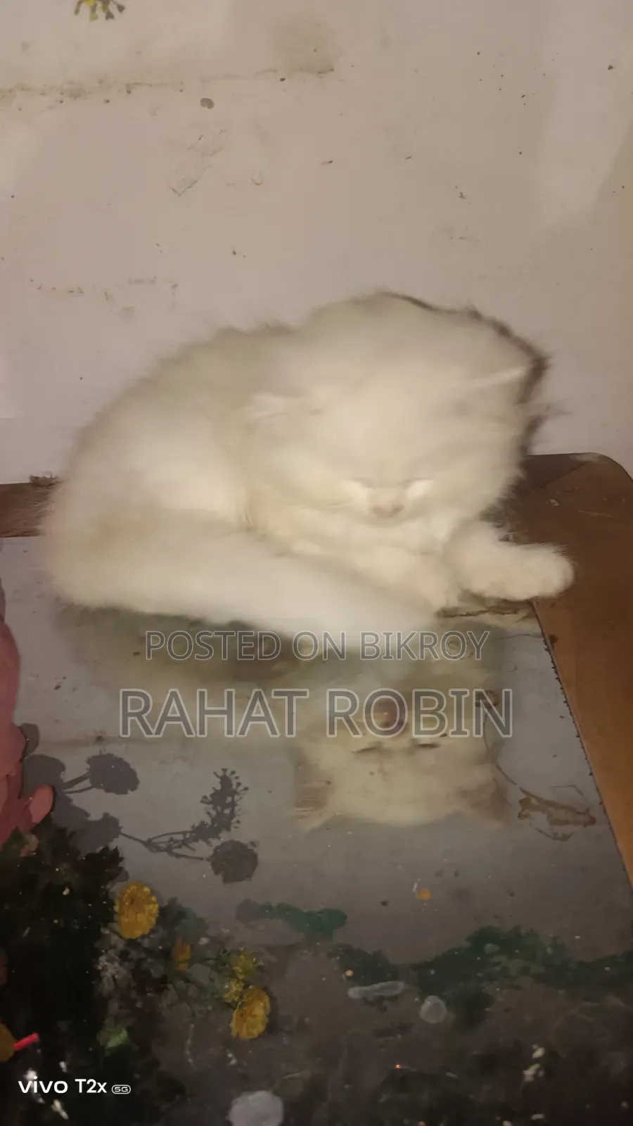 0-1 month Female Purebred Persian