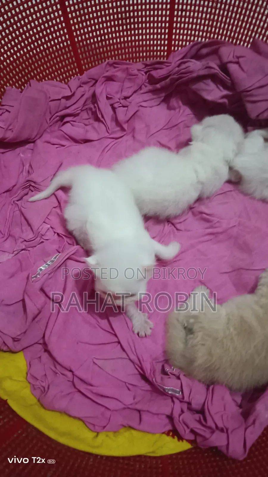 0-1 month Female Purebred Persian