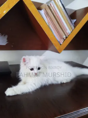 1-3 Months Male Purebred Persian