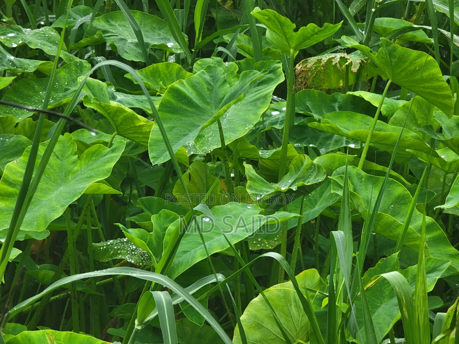 স্যামসাং গ্যালাক্সি এস২১ আল্ট্রা ৫জি ১২৮ জিবি ব্ল্যাক