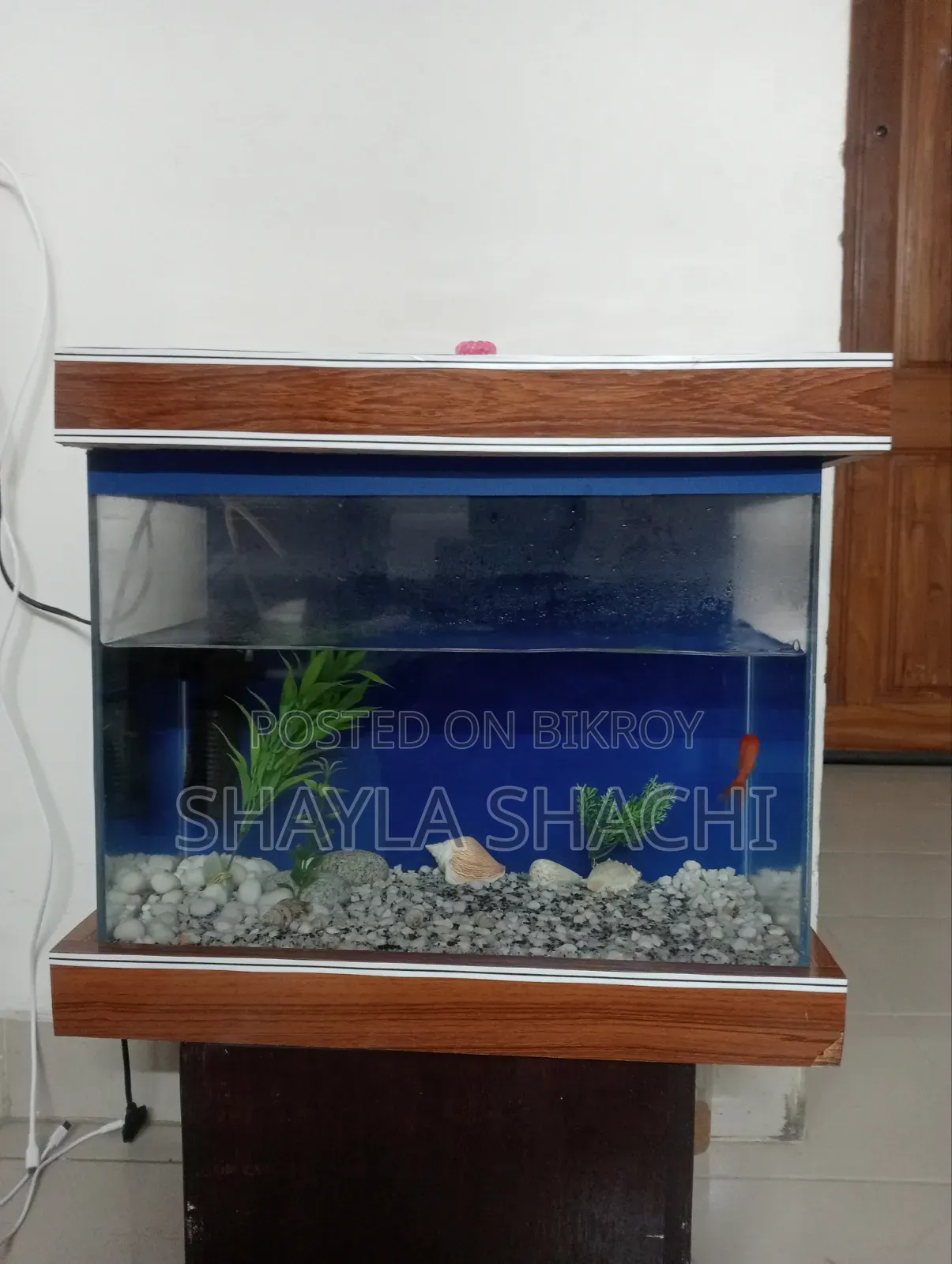 গ্লাস অ্যাকোরিয়াম