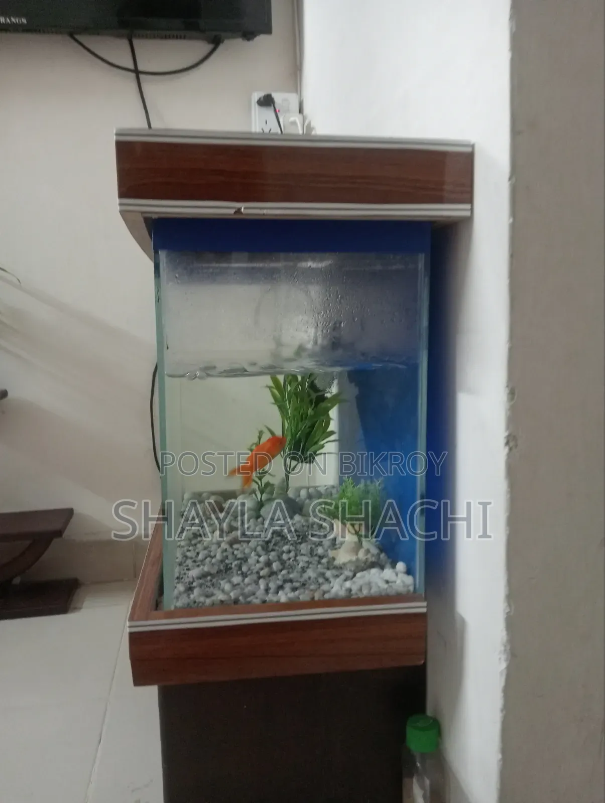 গ্লাস অ্যাকোরিয়াম