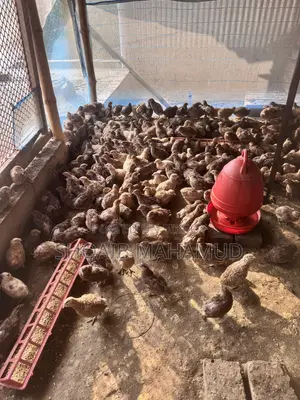 Running Japanese Quail