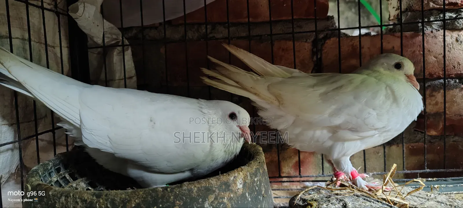 2 Pairs of Pigeons