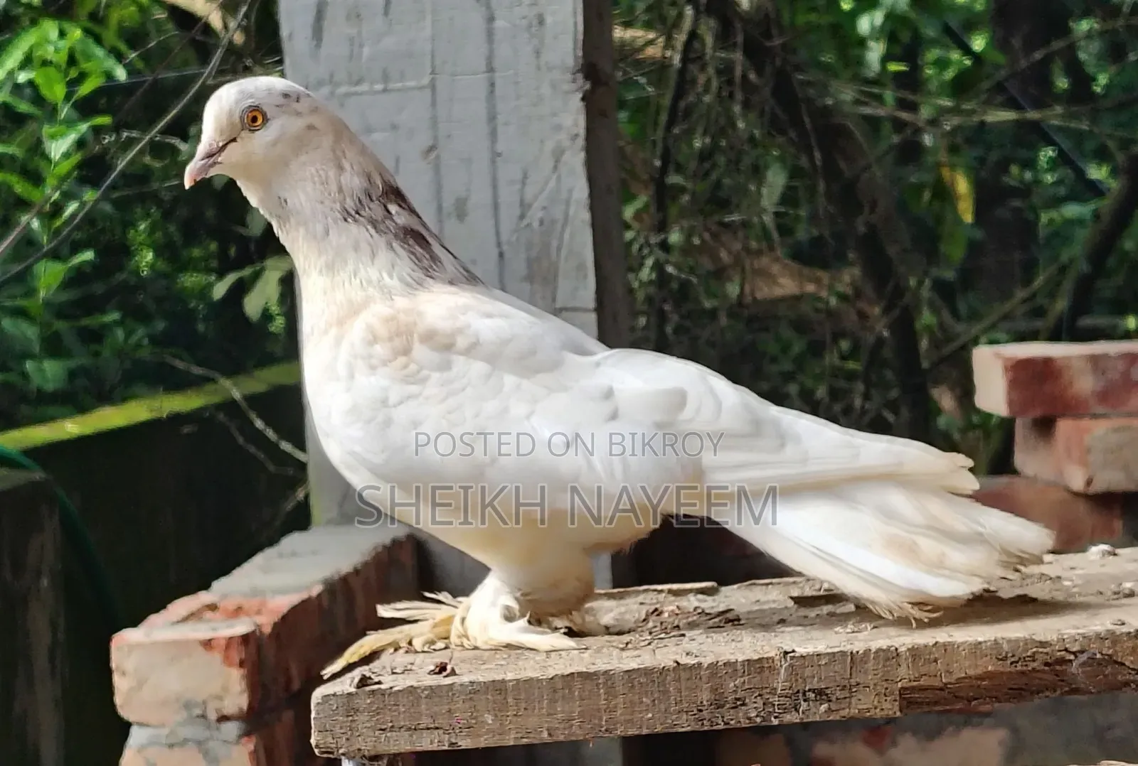 2 Pairs of Pigeons