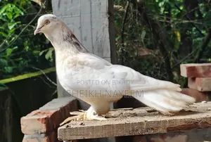 2 Pairs of Pigeons