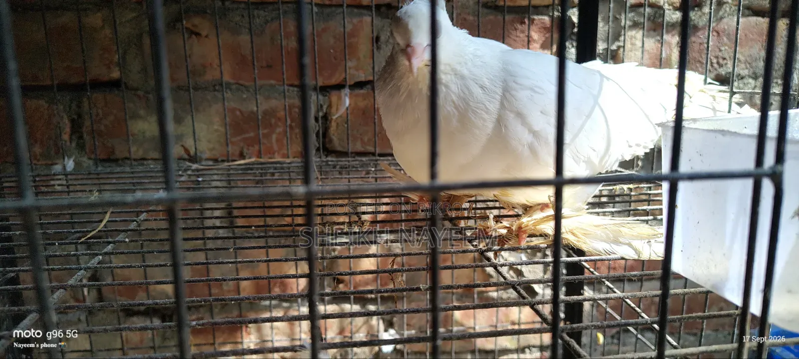 2 Pairs of Pigeons