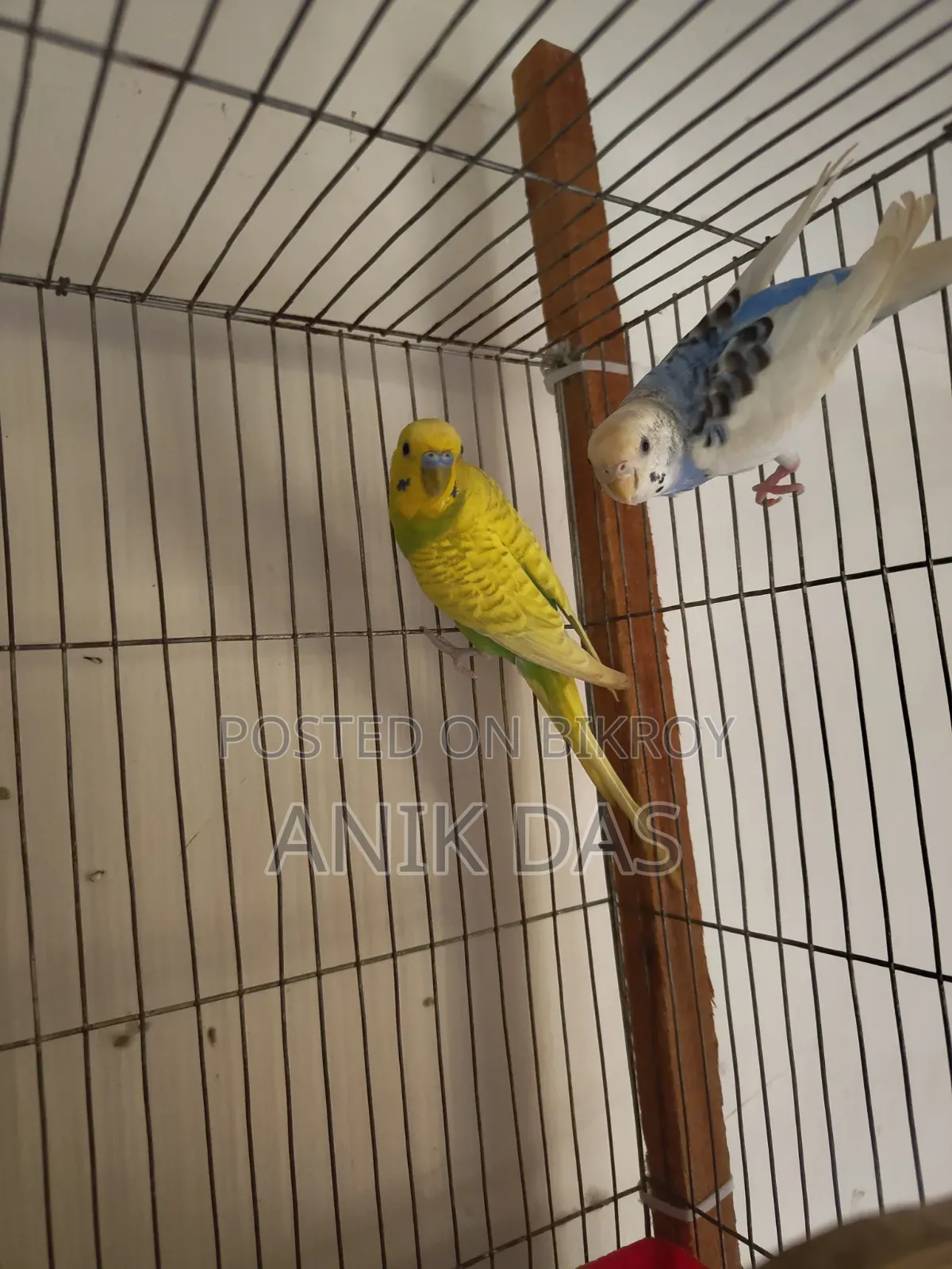 Birds for Sale