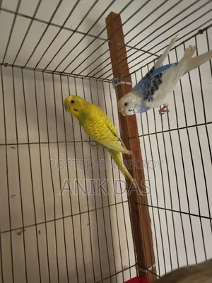 Birds for Sale