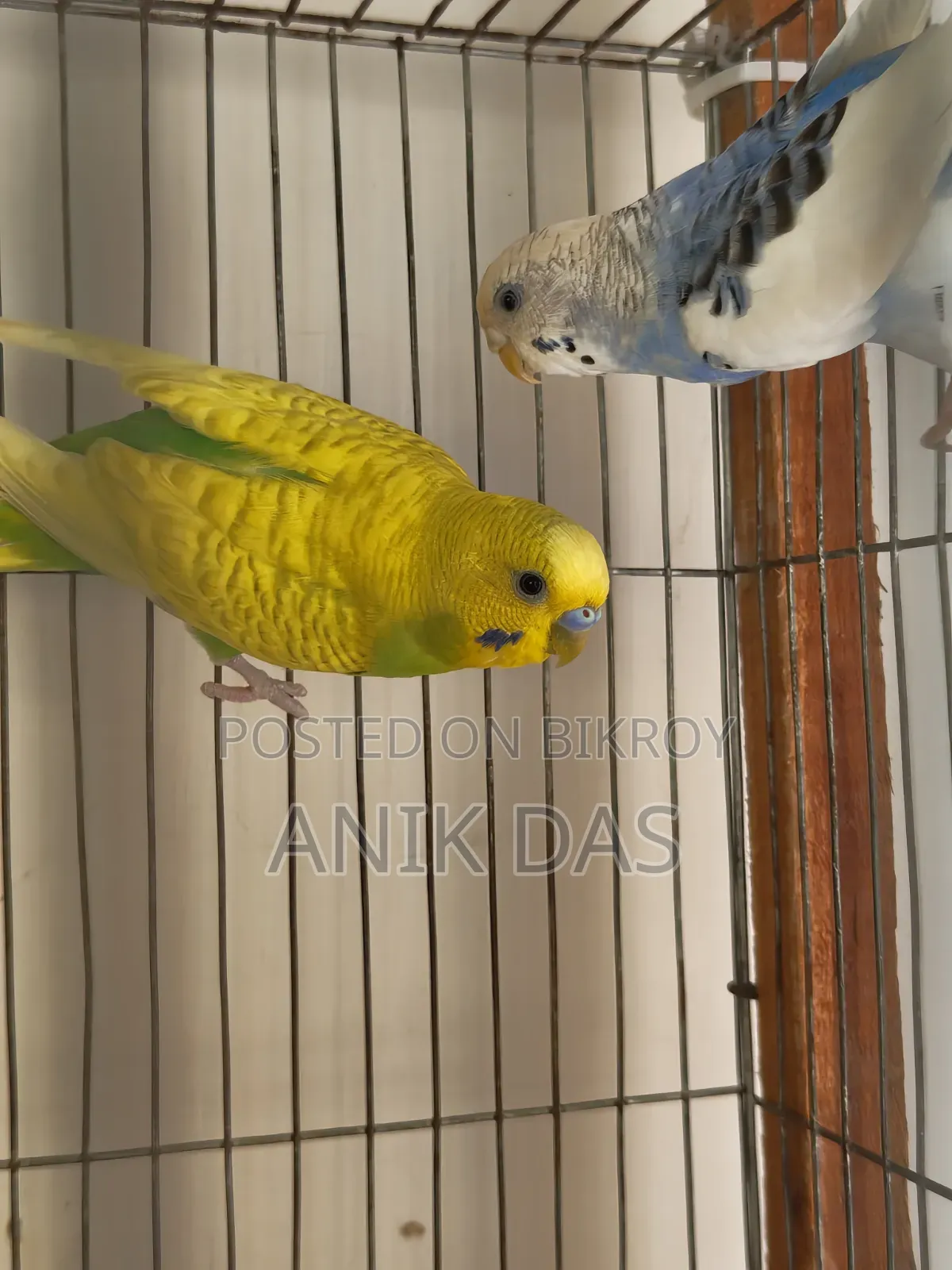 Birds for Sale