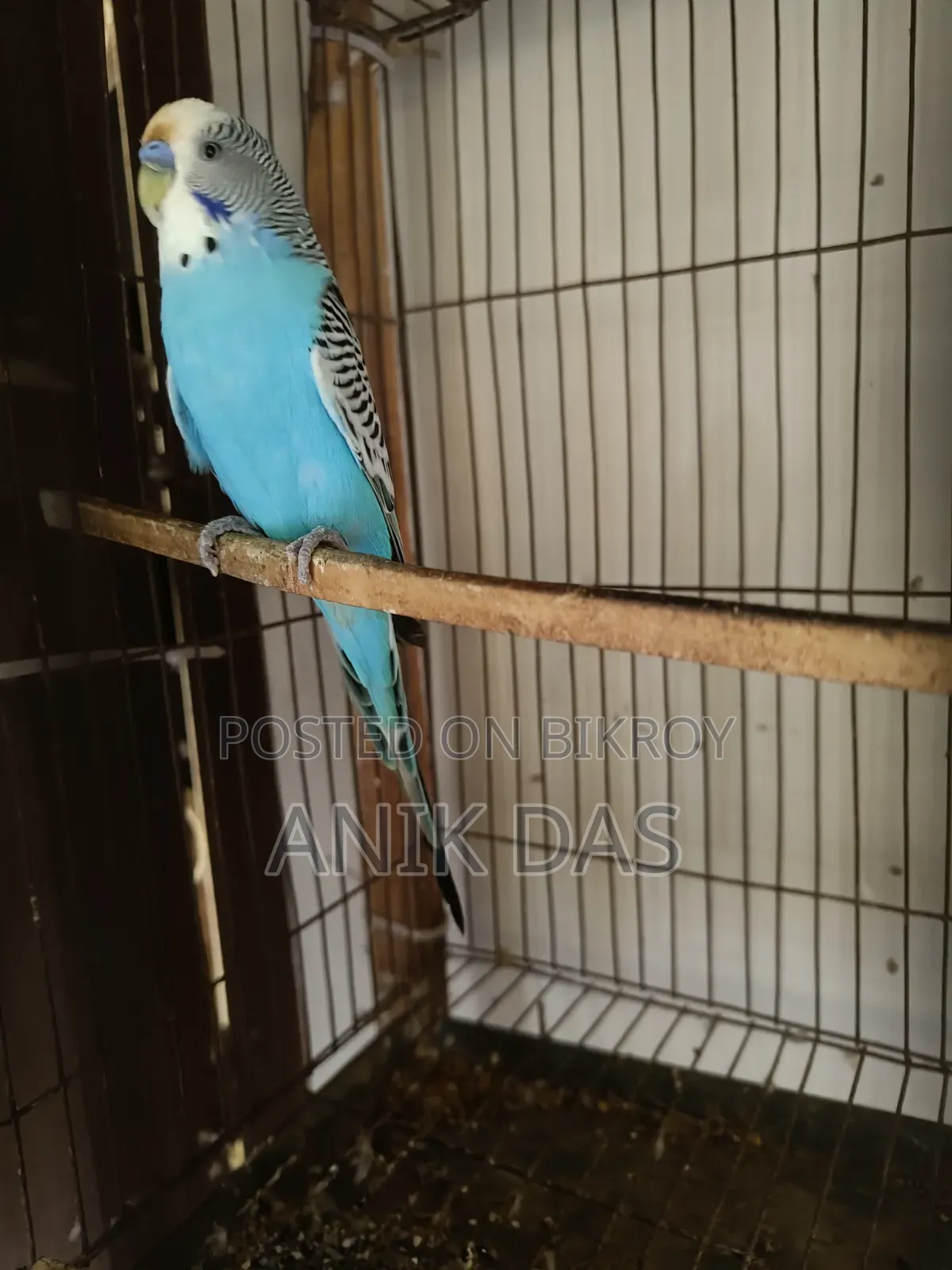 Birds for Sale