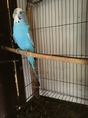 Birds for Sale