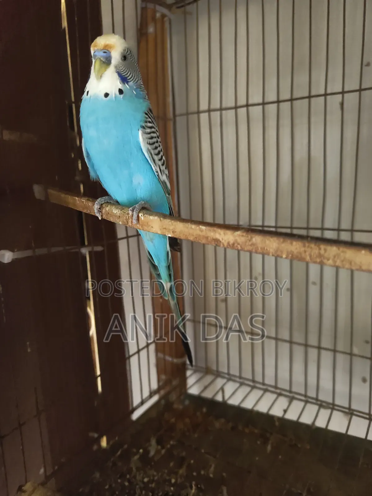 Birds for Sale