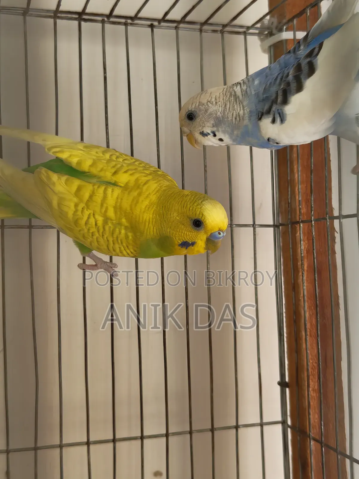Birds for Sale
