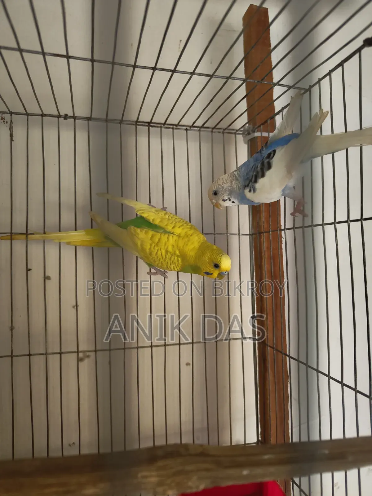 Birds for Sale