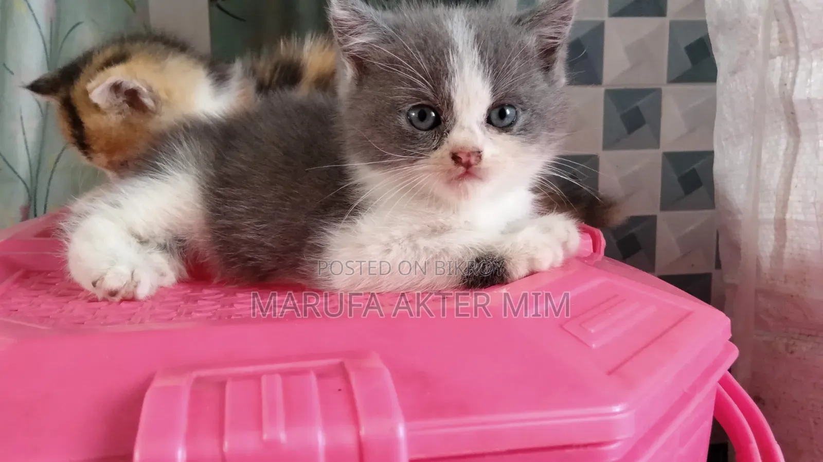 1-3 months Male Mixed Breed Persian