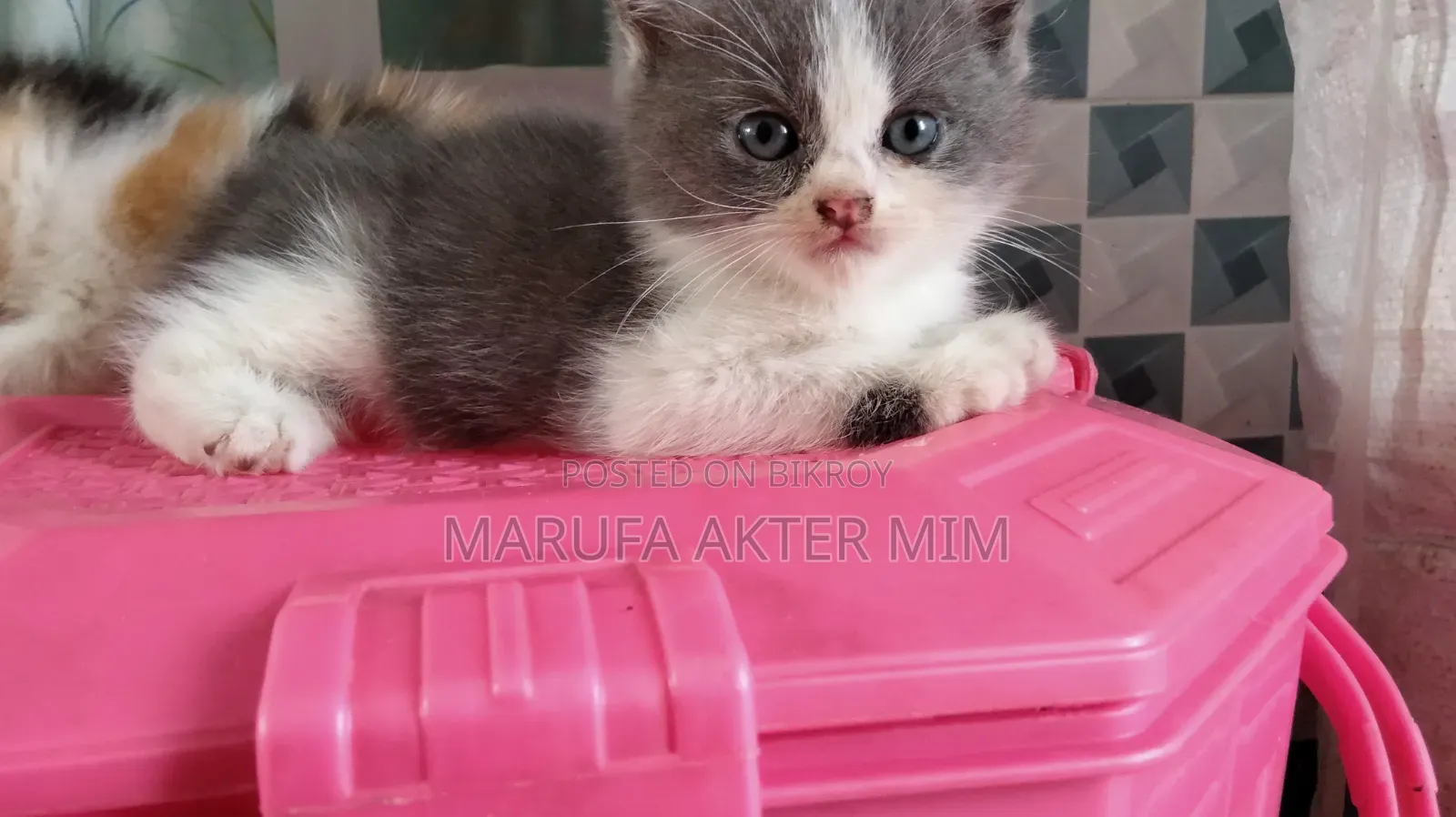 1-3 months Male Mixed Breed Persian