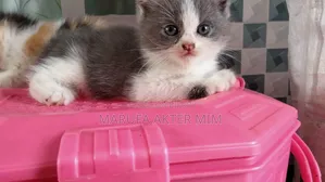 1-3 months Male Mixed Breed Persian