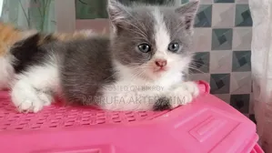 1-3 months Male Mixed Breed Persian