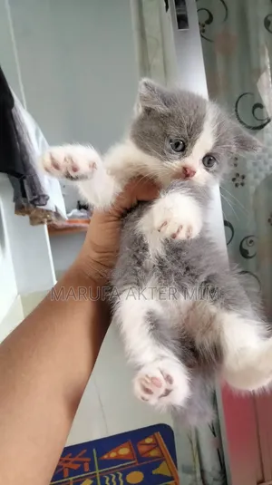 1-3 months Male Mixed Breed Persian