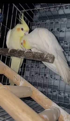 Cockatiel Pair