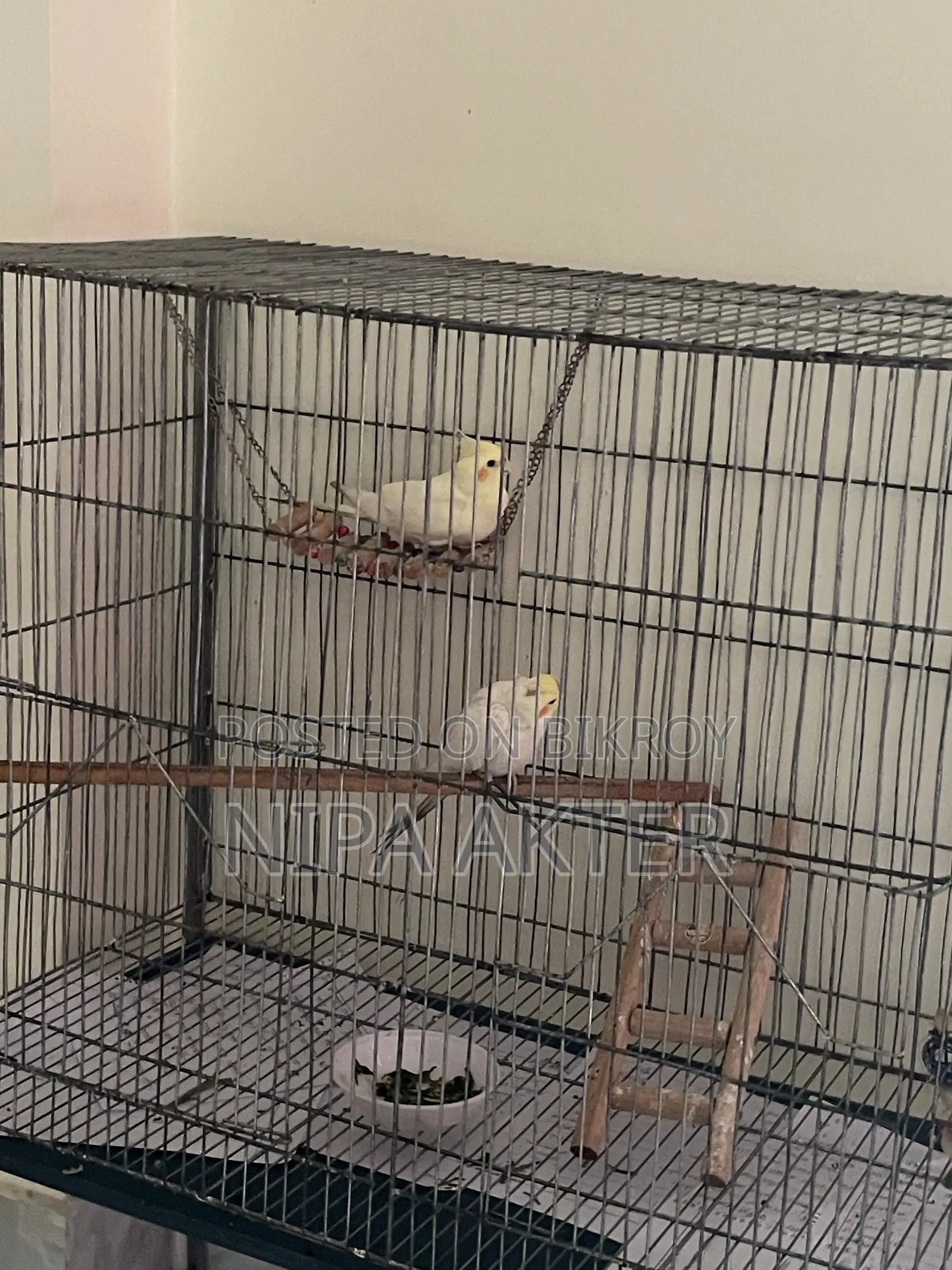 Cockatiel Pair