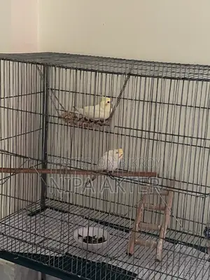 Cockatiel Pair