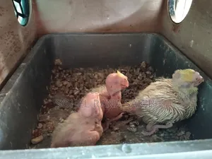 Cockatiel Baby Tame Size