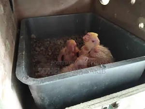Cockatiel Baby Tame Size