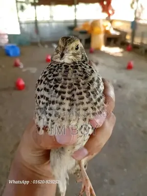 Japanese Quail Bird