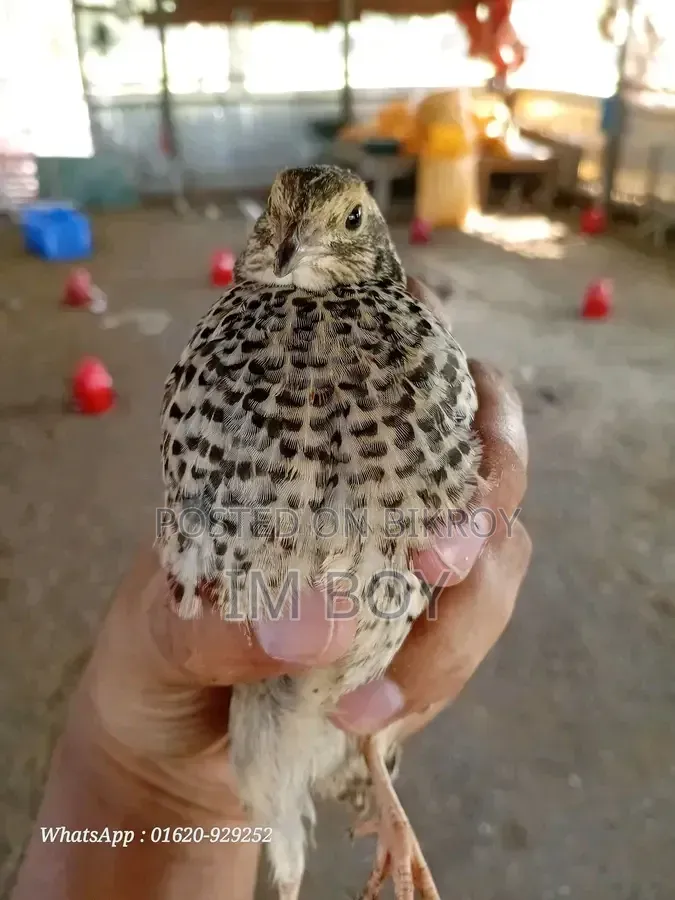 Japanese Quail Bird