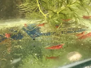 ফায়ার রেড স্রিম্প