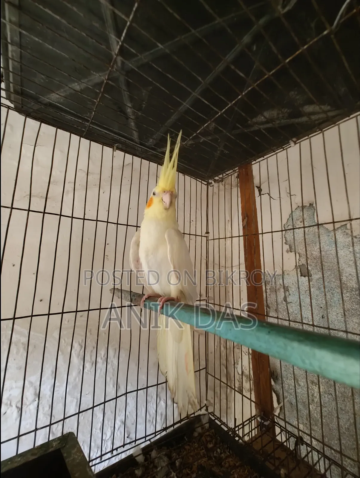 Cockatiel bird for sale