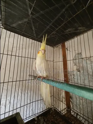 Cockatiel bird for sale