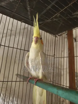 Cockatiel bird for sale