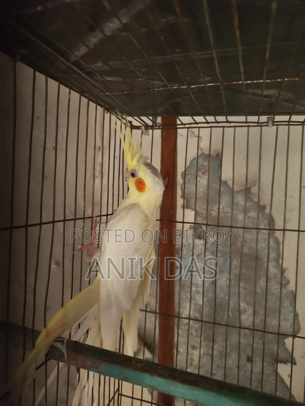 Cockatiel bird for sale