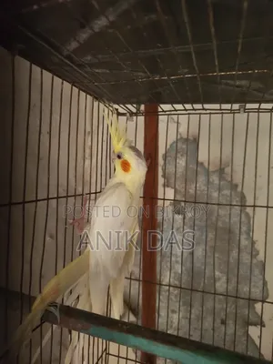 Cockatiel bird for sale