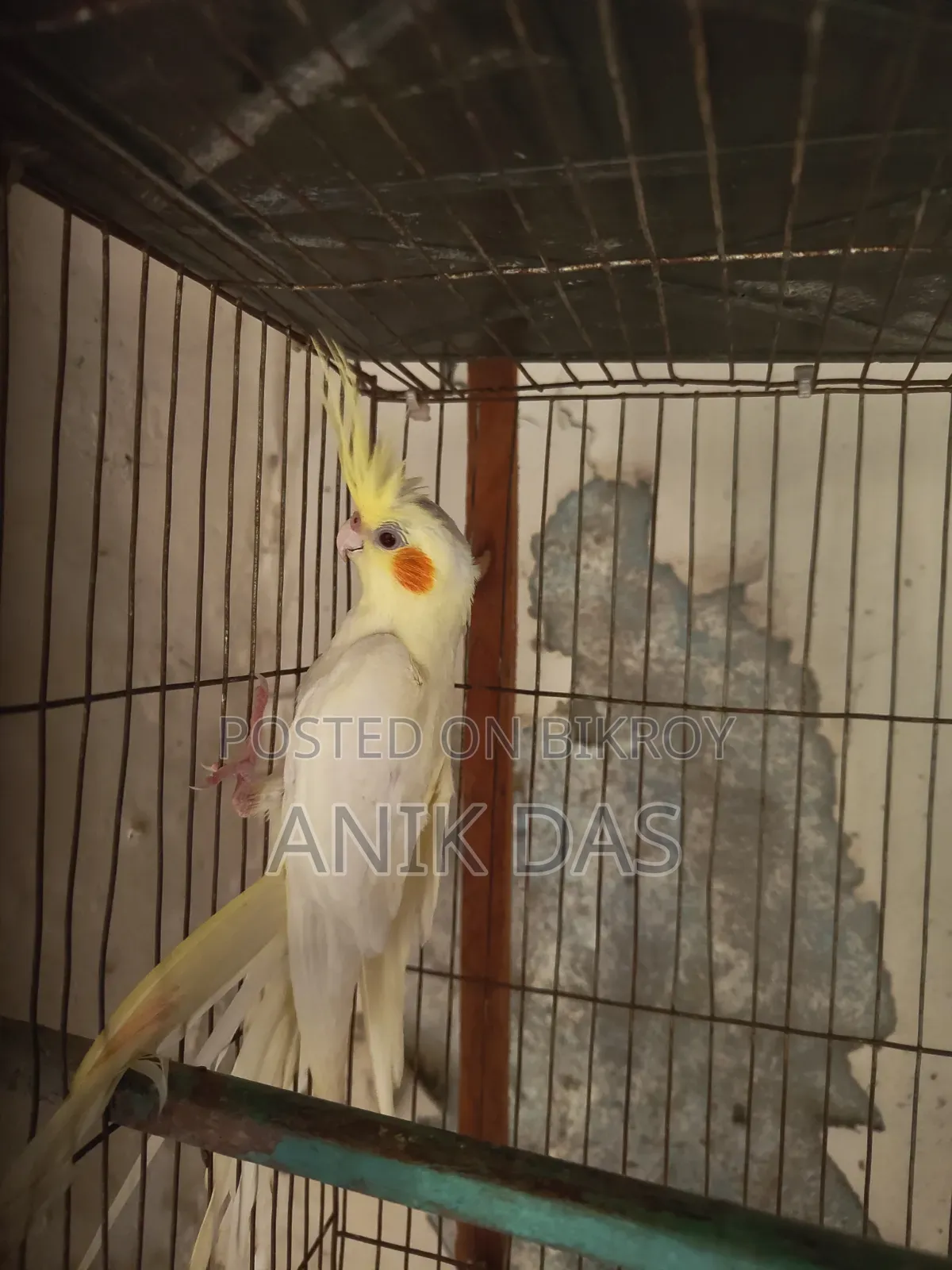 Cockatiel bird for sale