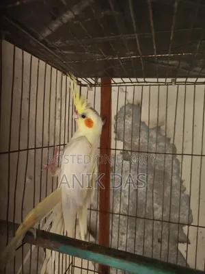 Cockatiel bird for sale