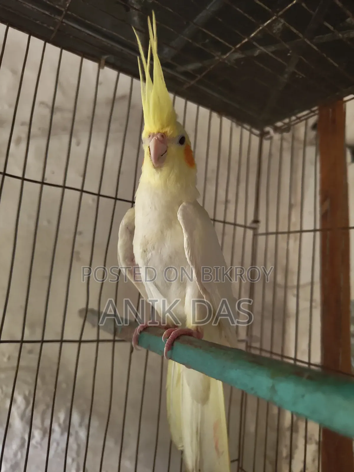 Cockatiel bird for sale
