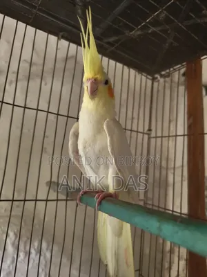Cockatiel bird for sale