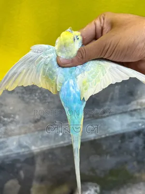 Rainbow Budgerigar