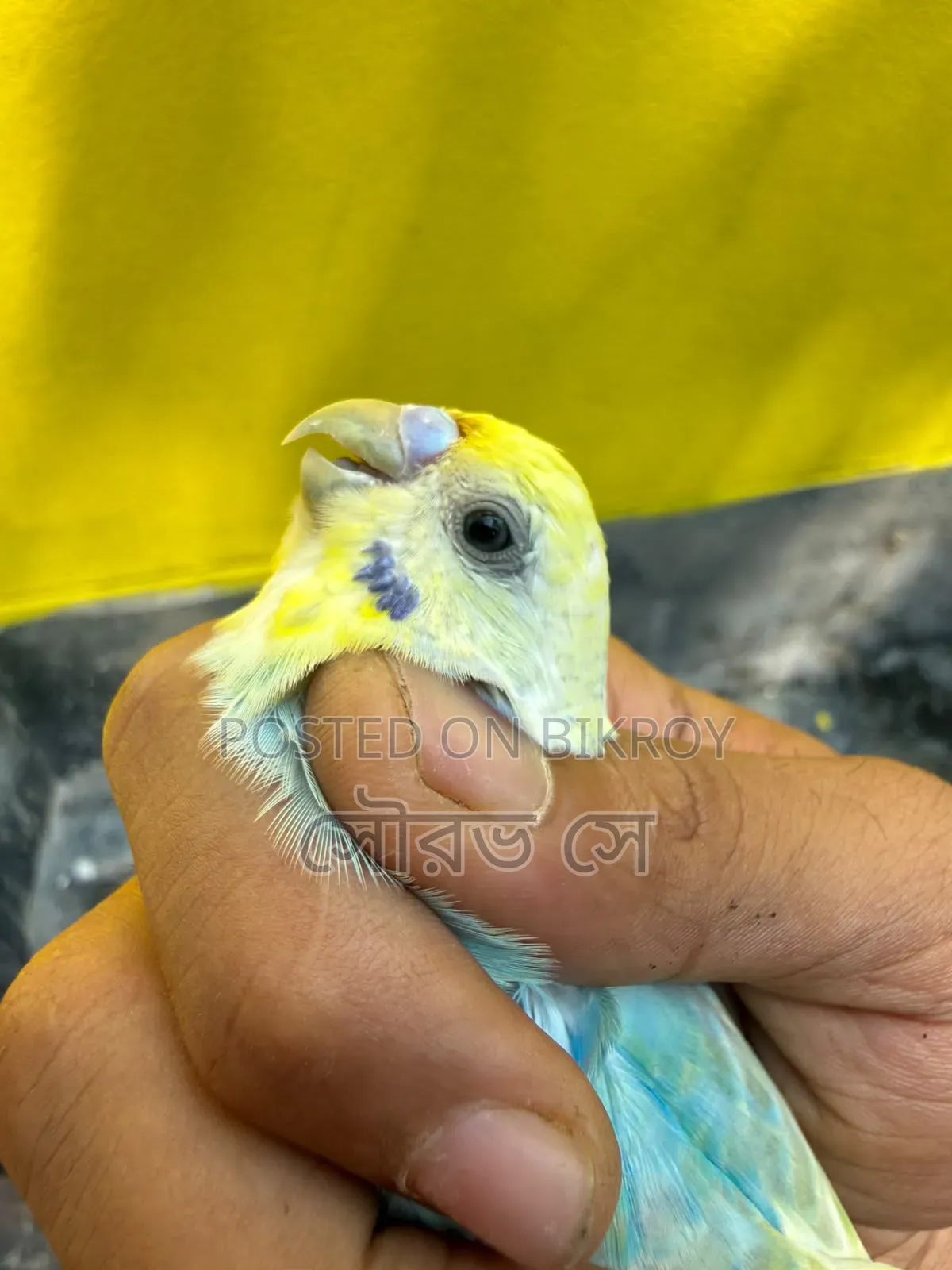 Rainbow Budgerigar