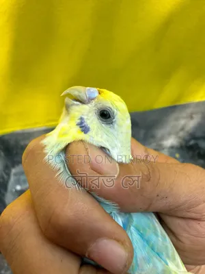 Rainbow Budgerigar