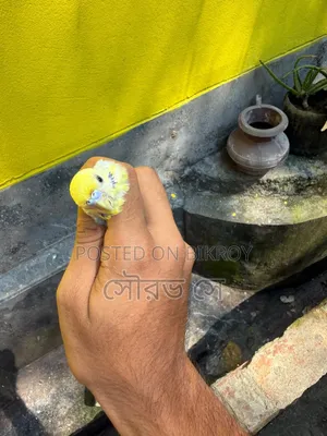 Rainbow Budgerigar