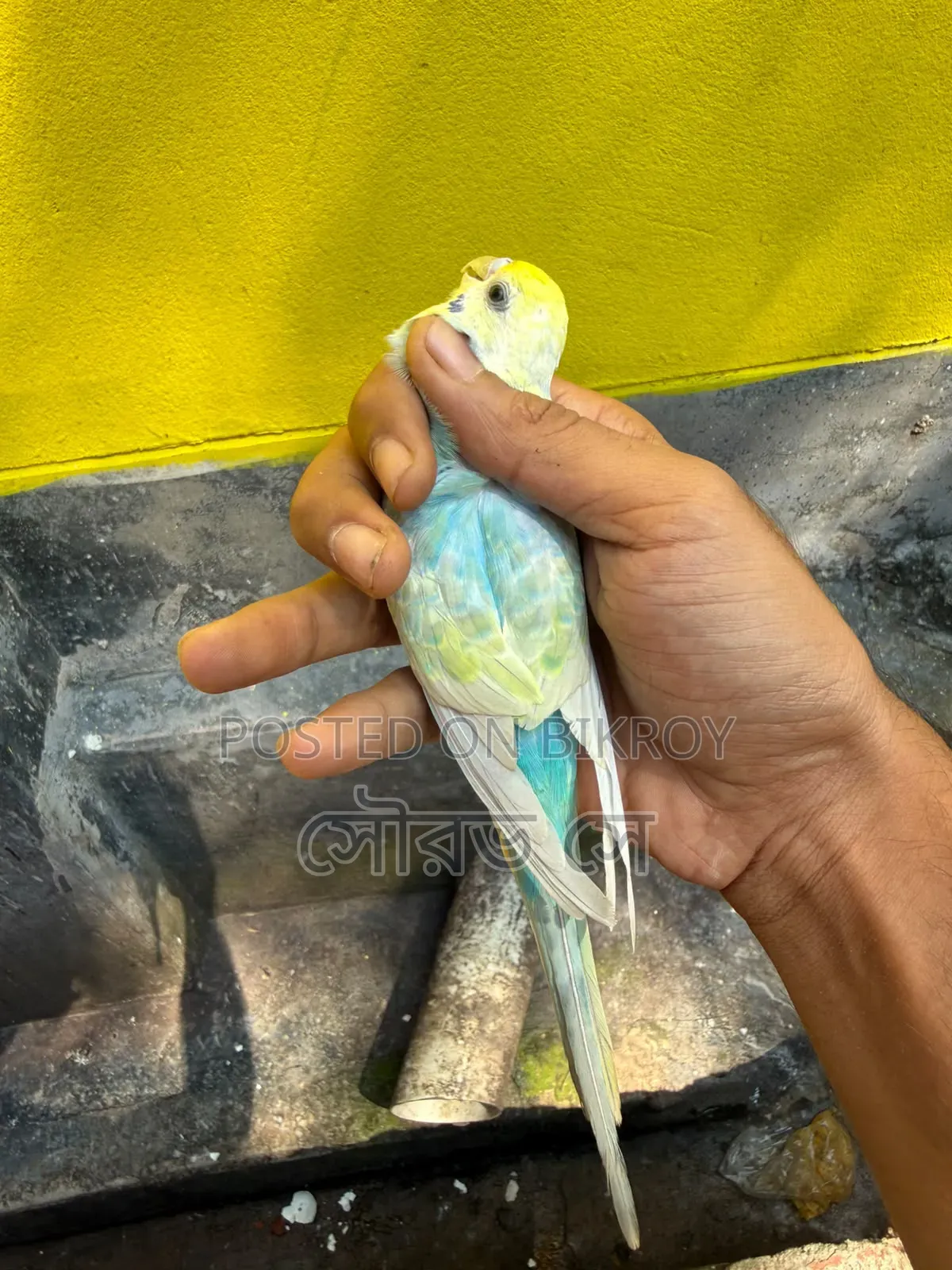 Rainbow Budgerigar