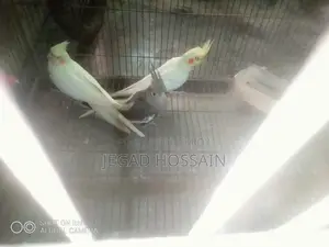 Birds Sales Kushtia